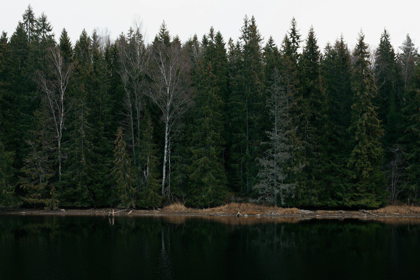 rehab in la pine